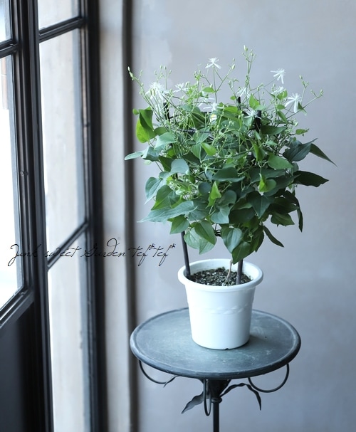 原種系クレマチス　ターニフローラ　挿し穂　4cm 4個 原種系クレマチスターニフローラ挿し穂4cm 4個