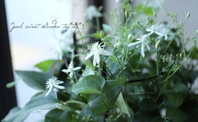 クレマチス・仙人草 『ターニフローラ』 日本の原種・小輪