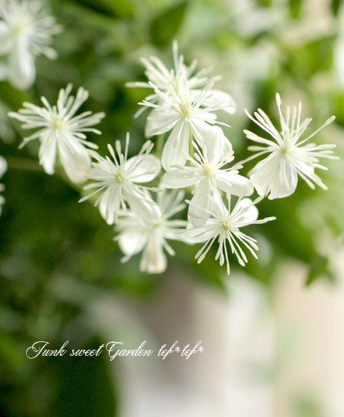 原種系クレマチス　ターニフローラ　挿し穂　4cm 4個 クレマチス・仙人草 『ターニフローラ』 日本の原種・小輪