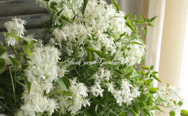 クレマチス・仙人草 『ターニフローラ』 日本の原種・小輪 フラミュラ