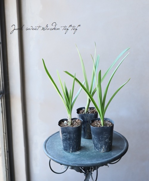 横山園芸さん育種】 ネリネ 『クリスパリリー』 | すべての商品  