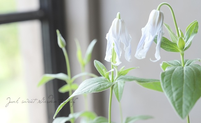 �ڵ���ե饰�꡼��� ����ޥ���������ƥ���ե��ꥢ�ϡ�������١�