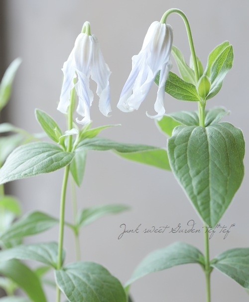 �ڵ���ե饰�꡼��� ����ޥ���������ƥ���ե��ꥢ�ϡ�������١�