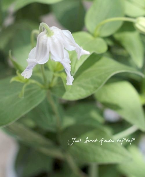 及川フラグリーン】 クレマチス・インテグリフォリア系 『白麗