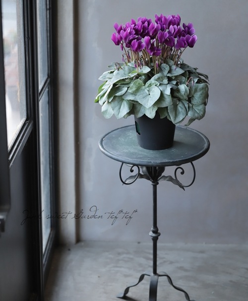 シクラメン 『月下』 | すべての商品 | | Junk sweet Garden tef