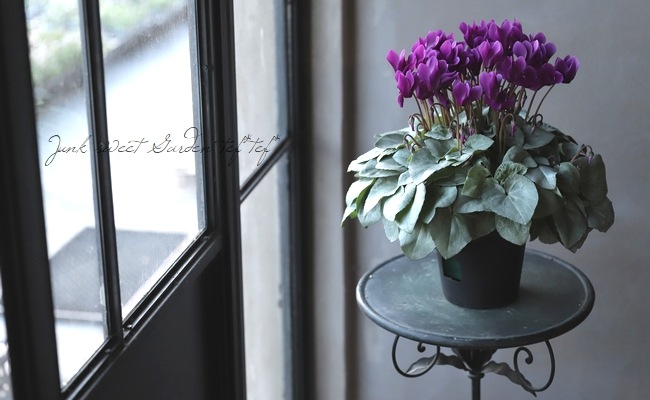 シクラメン 『月下』 | すべての商品 | | Junk sweet Garden tef*tef*