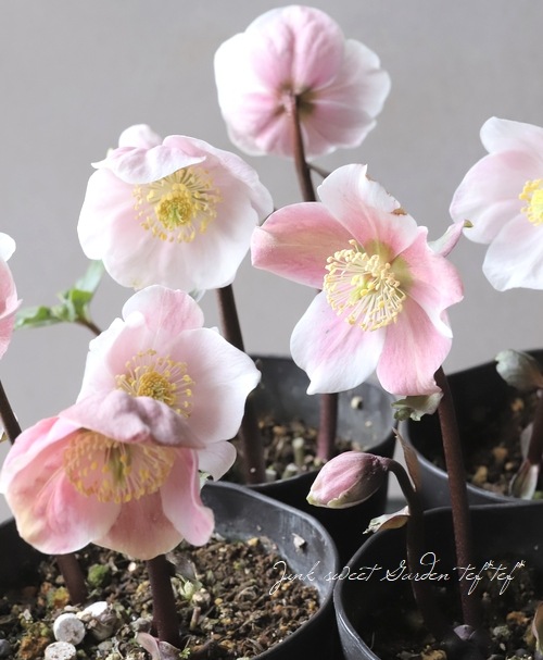 広瀬園芸さん クリスマスローズ 『ピンクニゲル』 | すべての商品