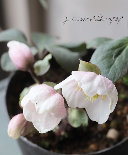 広瀬園芸さん クリスマスローズ 『ピンクニゲル』 | すべての商品