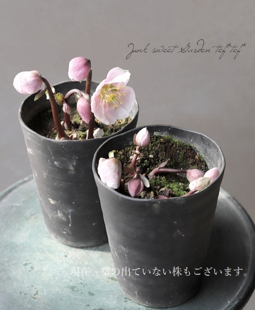 広瀬園芸さん クリスマスローズ 『ピンクニゲル』 | すべての商品