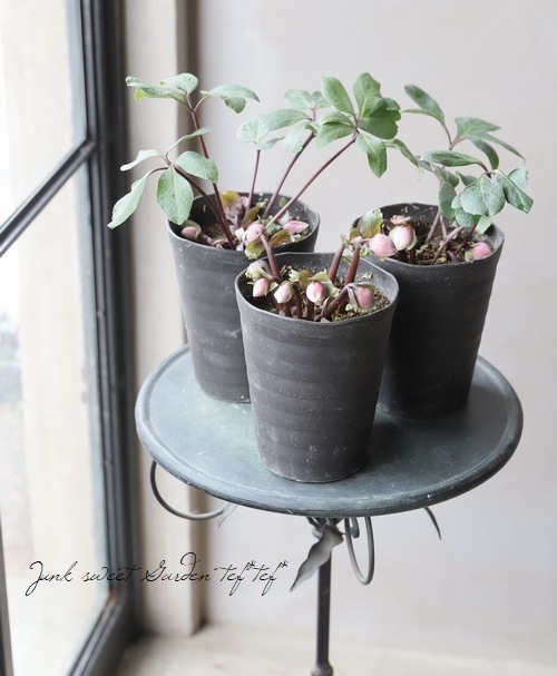 広瀬園芸さん クリスマスローズ 『ピンクニゲル』 | すべての商品