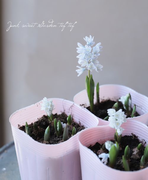 球根植物】 プスキニア 『リバノチカブルー』 | すべての商品 | | Junk