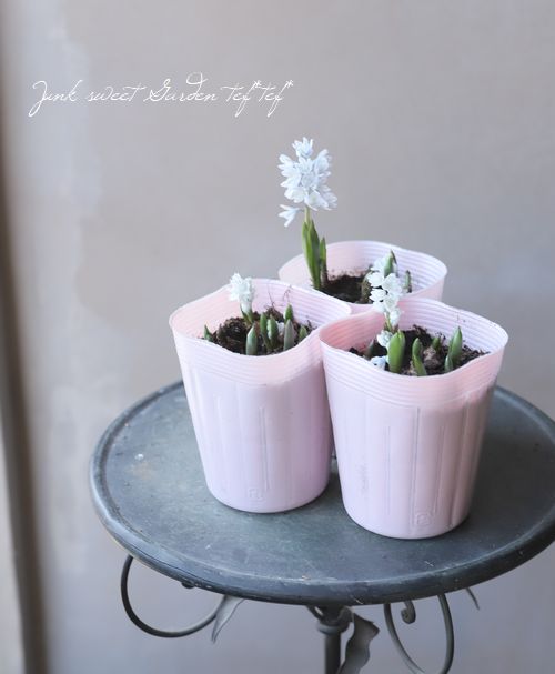 球根植物】 プスキニア 『リバノチカブルー』 | すべての商品 | | Junk