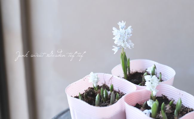 球根植物】 プスキニア 『リバノチカブルー』 | すべての商品 | | Junk