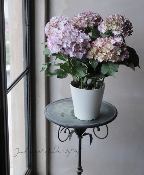 紫陽花 マジカル カラードリーム すべての商品 Junk Sweet Garden Tef Tef