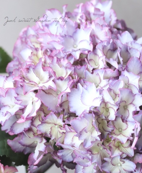 紫陽花 マジカル カラードリーム すべての商品 Junk Sweet Garden Tef Tef