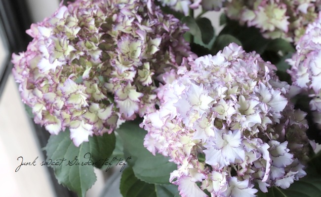 紫陽花 マジカル カラードリーム すべての商品 Junk Sweet Garden Tef Tef