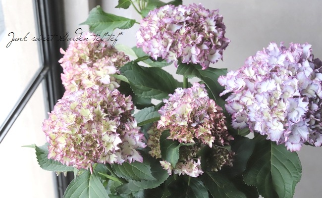 紫陽花 マジカル カラードリーム Flower Species Junk Sweet Garden Tef Tef