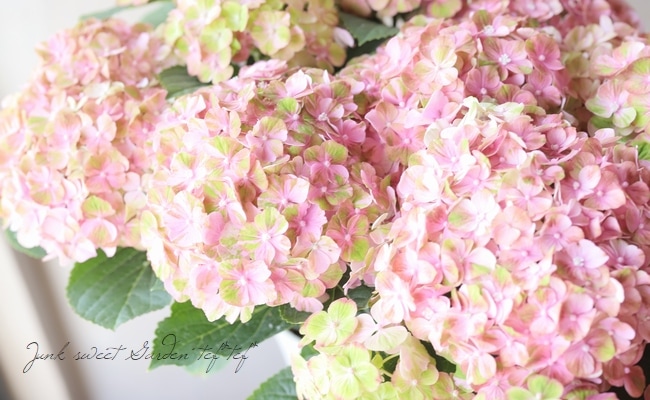紫陽花 スプリンググリーン ピンク 花後価格 Off Flower Species アジサイ Junk Sweet Garden Tef Tef