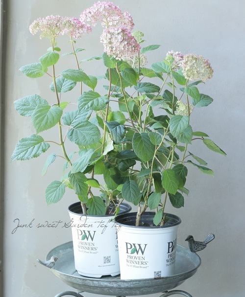 紫陽花アナベル 『ピンクアナベル2』 NCHA2 | Flower Species