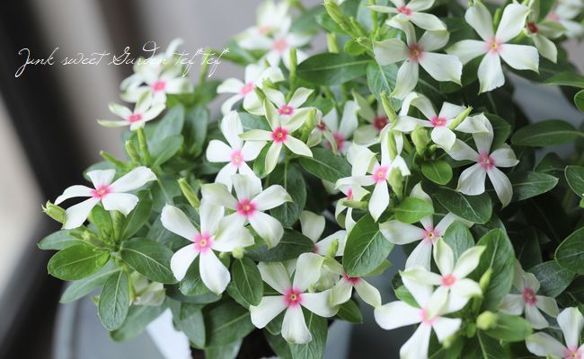 北島園芸オリジナル】ニチニチソウ 『フェアリーミント・レッドアイ