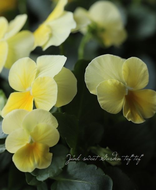 モモンガハウス（ひよ子のパン柄） 冬・春・秋仕様 ラビットボア