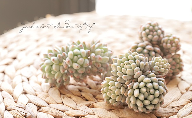 ホワイトアングル◎多肉植物 カット苗 韓国苗 エケベリア等 商品一覧