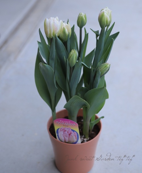 □冷蔵チューリップ 大人色！八重咲き 『フォックストロット』 約7球