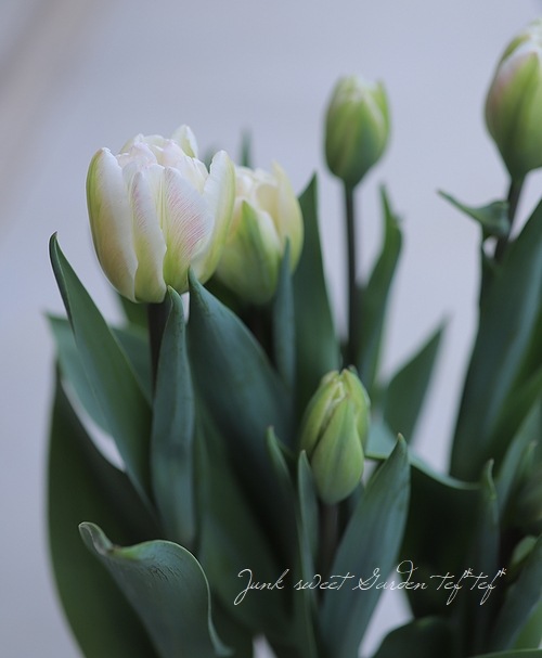 □冷蔵チューリップ 大人色！八重咲き 『フォックストロット』 約7球