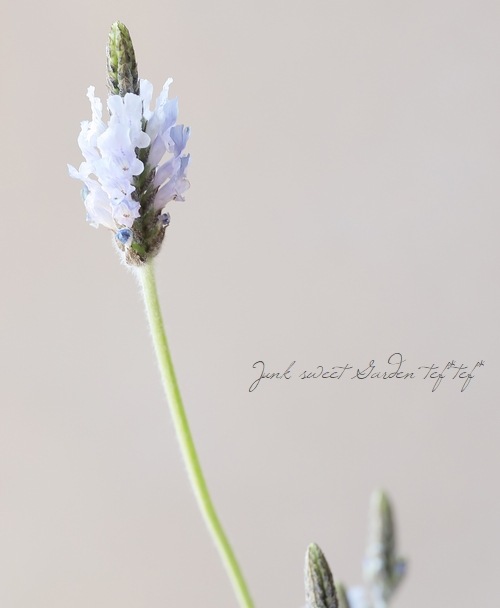 �졼����٥�������إȡ����ߥ�ƥ���������