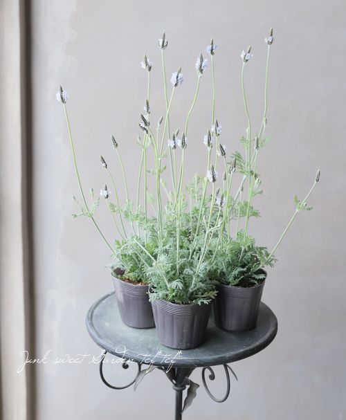 �졼����٥�������إȡ����ߥ�ƥ���������