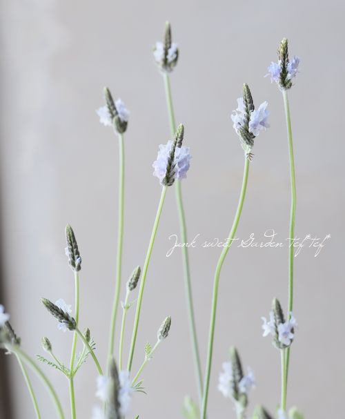 �졼����٥�������إȡ����ߥ�ƥ���������