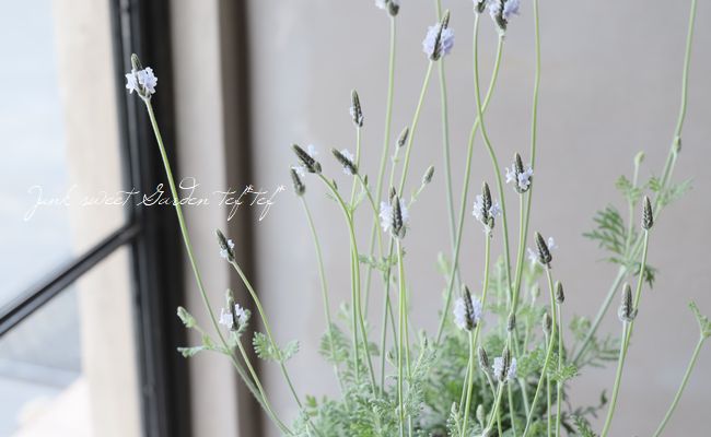 �졼����٥�������إȡ����ߥ�ƥ���������