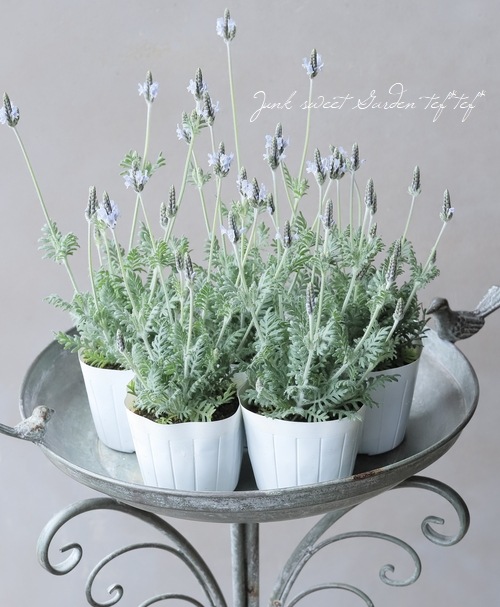 レースラベンダー 『トーチミンティアイス』 | すべての商品 | | Junk