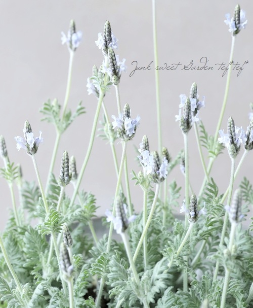 レースラベンダー 『トーチミンティアイス』 | すべての商品 | | Junk