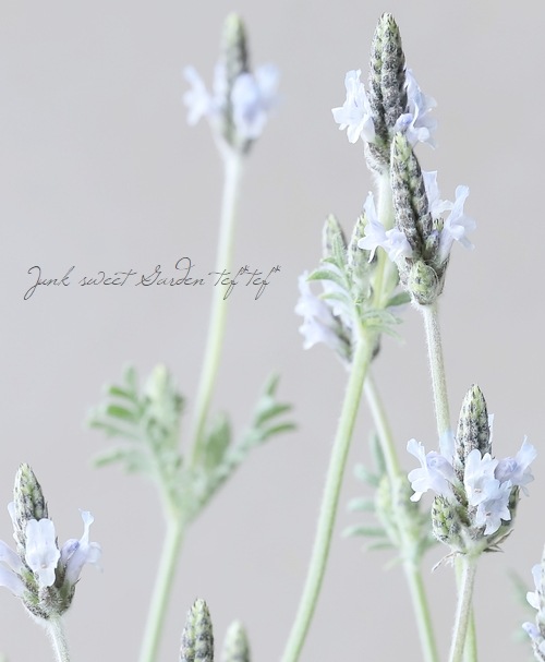 7_000000017273.jpg?1710249234