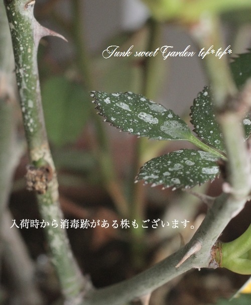 �ߥ˥Х� �إƥǥ��٥��١��֥饦��Τ��֤��İ���