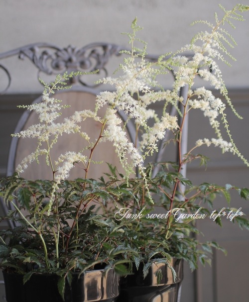 ��������١��إۥ磻�ȥ��󥻡������١�����ѥ��Ȥʾ����ʼ��