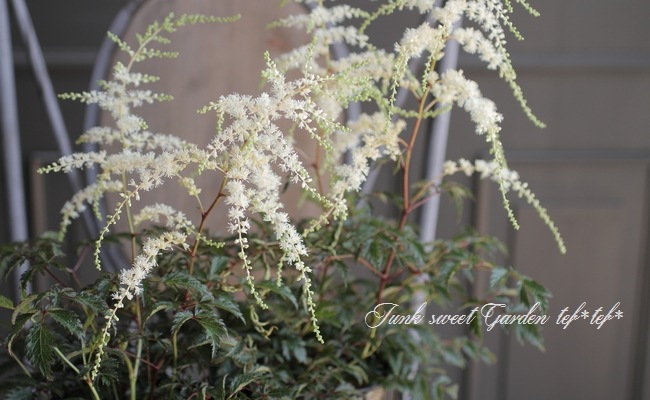 ��������١��إۥ磻�ȥ��󥻡������١�����ѥ��Ȥʾ����ʼ��