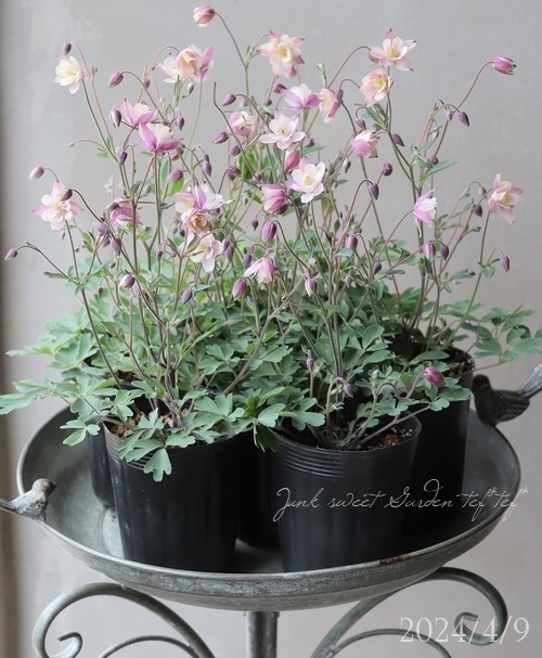 ���Υ����ޥ����إ���ƥ������ԥ󥯡�