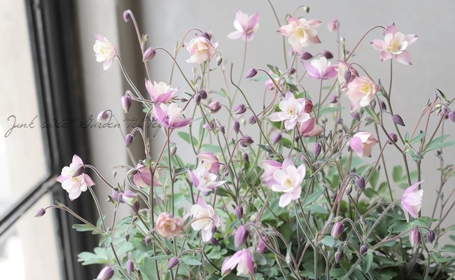 ���Υ����ޥ����إ���ƥ������ԥ󥯡�