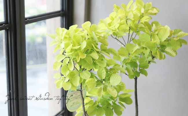 スモークツリー 『ゴールデンスピリット』 | すべての商品 | | Junk