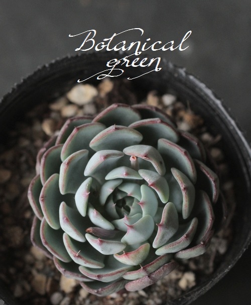 多肉植物❤レア❤ハッピー❤抜き苗 多肉植物❤レア❤ハッピー❤抜き苗