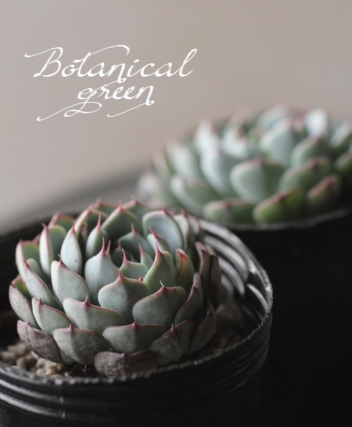 多肉植物】 『ハッピー』 エケベリア属 | すべての商品 | | Junk