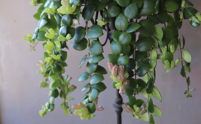 �ڴ��տ�ʪ�ۥ������ʥ󥵥� �إ����ԥ󥯡�