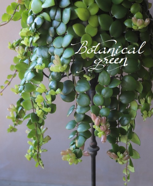 �ڴ��տ�ʪ�ۥ������ʥ󥵥� �إ����ԥ󥯡�