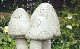 ڻߡ ѹSPARTA STATUES Toadstools ǥ󥪡ʥ