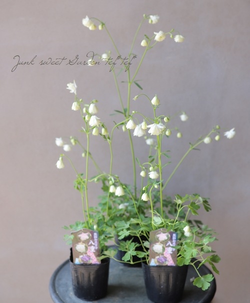 菊花2 739-NKI996.jpg?1