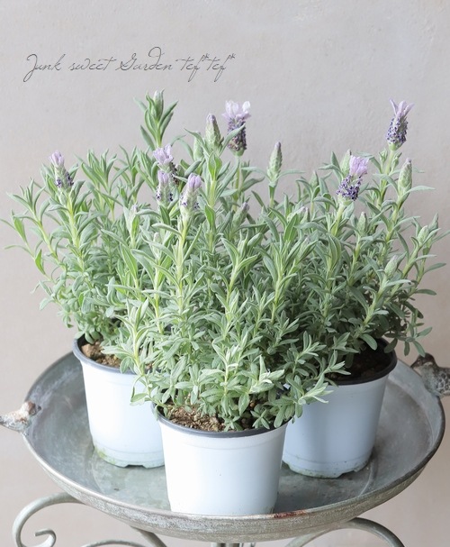 ラベンダー様 フレンチラベンダー 『マグナムスターパープル』 | すべての商品