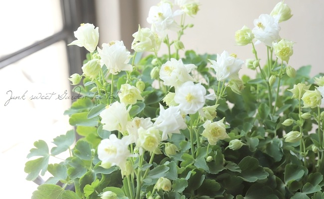 みもと園芸さんオダマキ 『ウィンキーダブル』 ホワイト | すべての