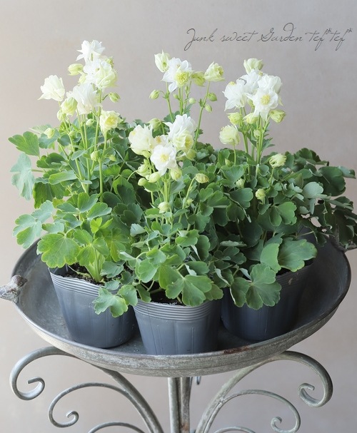 みもと園芸さんオダマキ 『ウィンキーダブル』 ホワイト | すべての